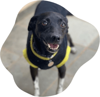 Pet para adoção